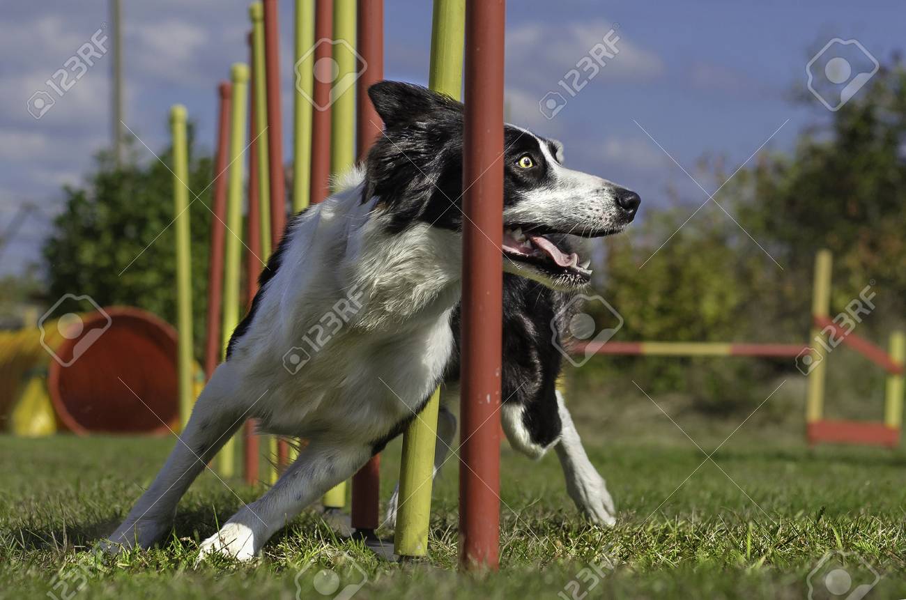 71014104-slalom-d-agilité-de-chien-compétitions-sportives-de-chiens-en-été-dans-le-parc.jpg