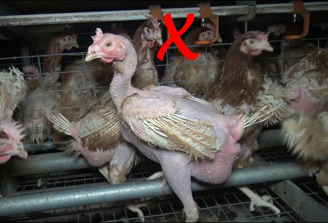 Poulets_NON1.jpg