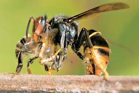 frelon_abeille.jpeg
