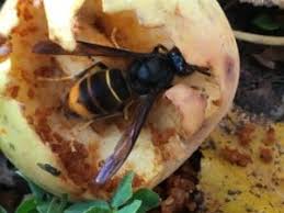 frelon_fruit_2.jpeg