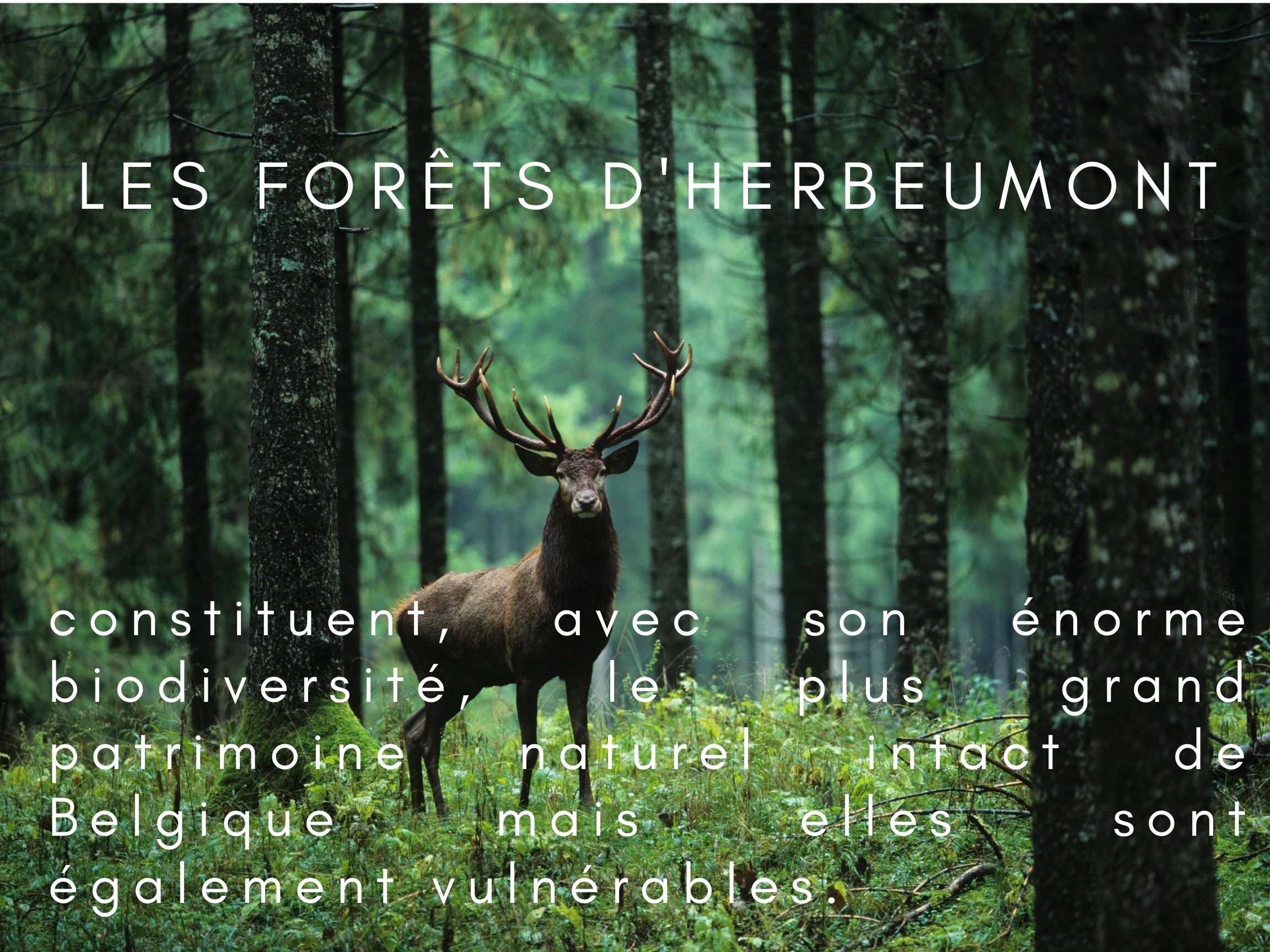 les_forêts_dHerbeumont1.jpg
